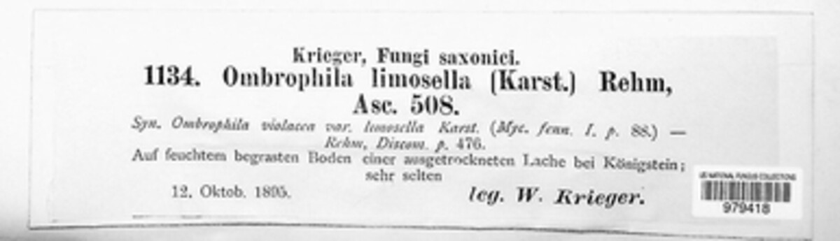 Discinella limosella image